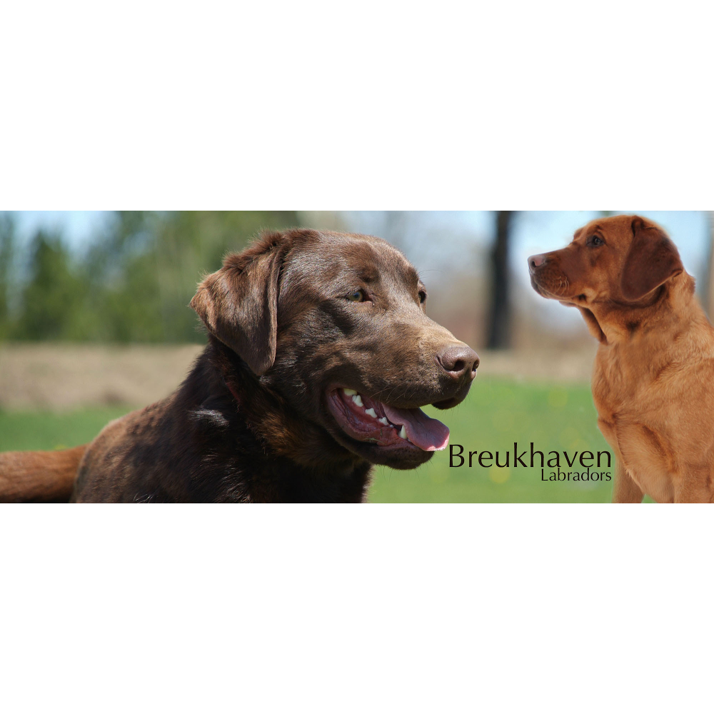 Breukhaven Labradors | Jarvis, ON N0A 1J0, Canada | Phone: (519) 909-8365