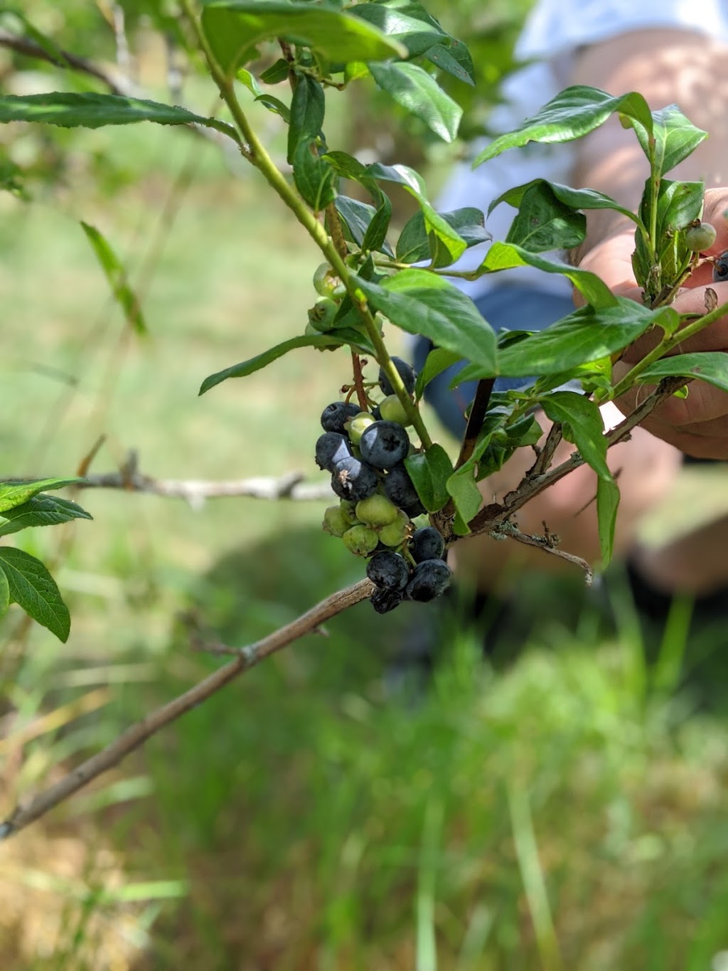 Meanwhile Blueberry Farm | 2779 Herald Rd, Sharon, ON L0G 1V0, Canada | Phone: (905) 392-7644