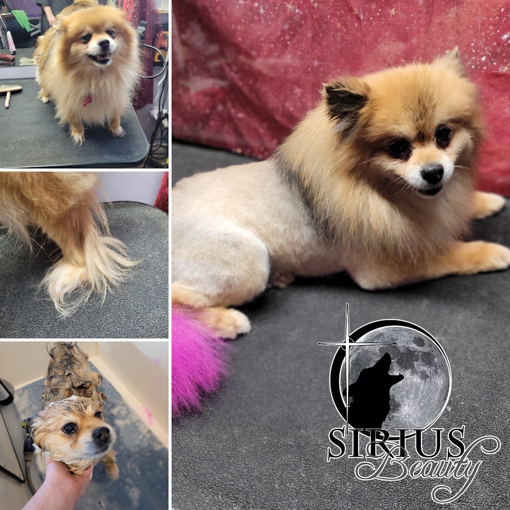 Courtenay Grooming Salon & Sirius Beauty Dog Spa | 361 Woods Ave, Courtenay, BC V9N 3Y7, Canada | Phone: (250) 334-2050