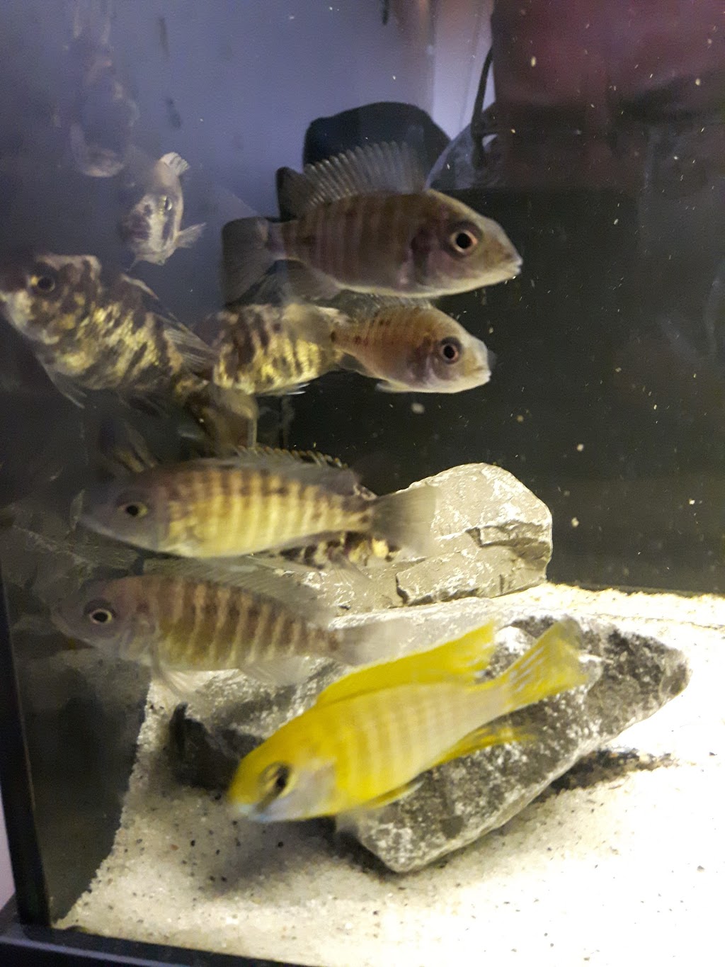 Mohawk Cichlids | Deserontyon Dr, Deseronto, ON K0K 1X0, Canada | Phone: (613) 604-3401