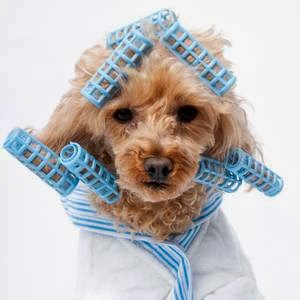 Paw Tyme Dog Grooming & Spa | 45 Heritage Ct, Barrie, ON L4N 0E7, Canada | Phone: (705) 717-7504