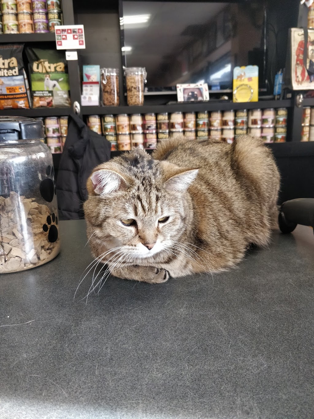 Pet Valu | 486 Lawrence Ave W, North York, ON M5M 1C4, Canada | Phone: (416) 789-2249