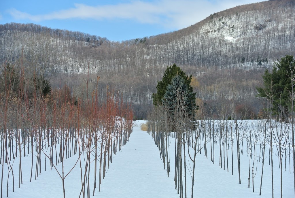 Pépinière Luc B Auclair | 2480 Rang de la Rivière N, Saint-Jean-Baptiste, QC J0L 2B0, Canada | Phone: (450) 464-0330