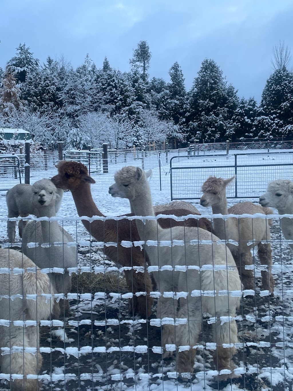 COLD SPRINGS ALPACAS | 8480 Cold Springs Camp Rd, Campbellcroft, ON L0A 1B0, Canada | Phone: (416) 579-3549