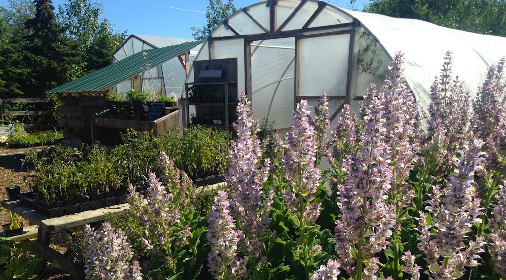 Fireweed Farm & School / Ravensong Seeds | 7159 Wallace Dr, Brentwood Bay, BC V8M 1G9, Canada | Phone: (250) 652-2655