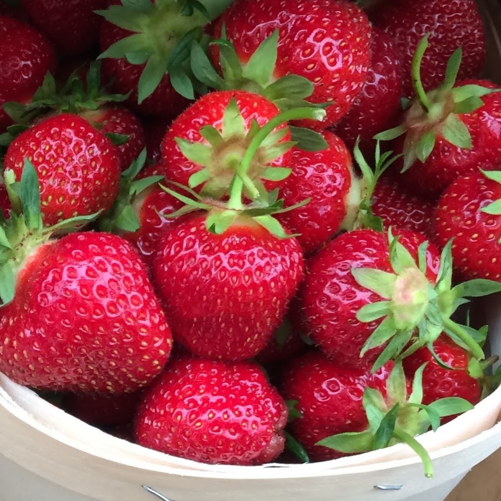 Paradis des fraises J. Auclair & Fils | 230 Point du jour Sud, Lavaltrie, QC J5T 3J4, Canada | Phone: (450) 586-1924