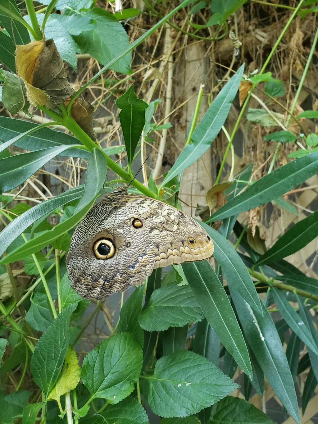 Cambridge Butterfly Conservatory | 2500 Kossuth Rd, Cambridge, ON N3H 4R7, Canada | Phone: (519) 653-1234