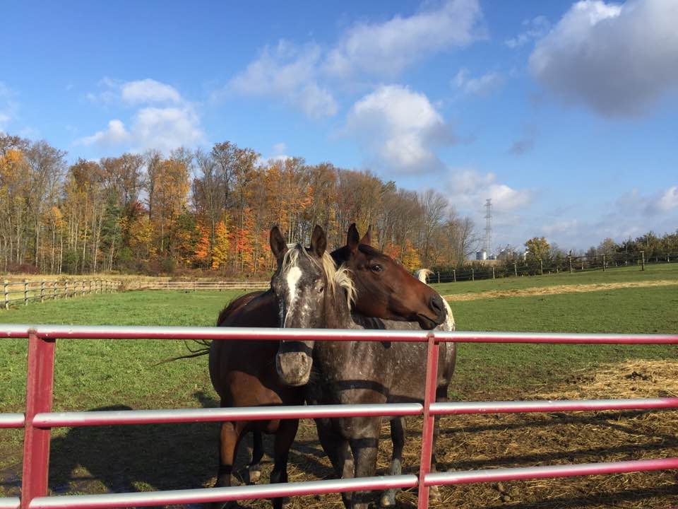 Stable Wellness Farm and Yoga Studio | Wilsonville, ON N0E 1Z0, Canada | Phone: (519) 757-2337