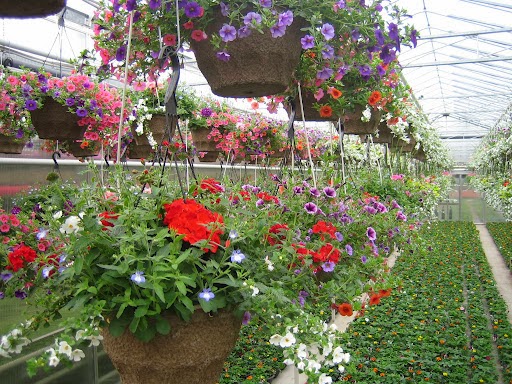 Witzkes Greenhouses Ltd. | 1621 Pebblestone Rd, Courtice, ON L1E 2H1, Canada | Phone: (905) 436-9204