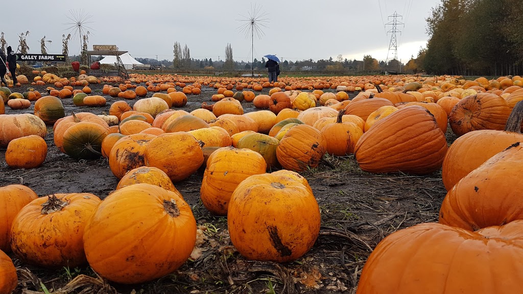 Galeys Cornmaze N Market | 4150 Blenkinsop Rd, Victoria, BC V8X 2C4, Canada | Phone: (250) 477-5713