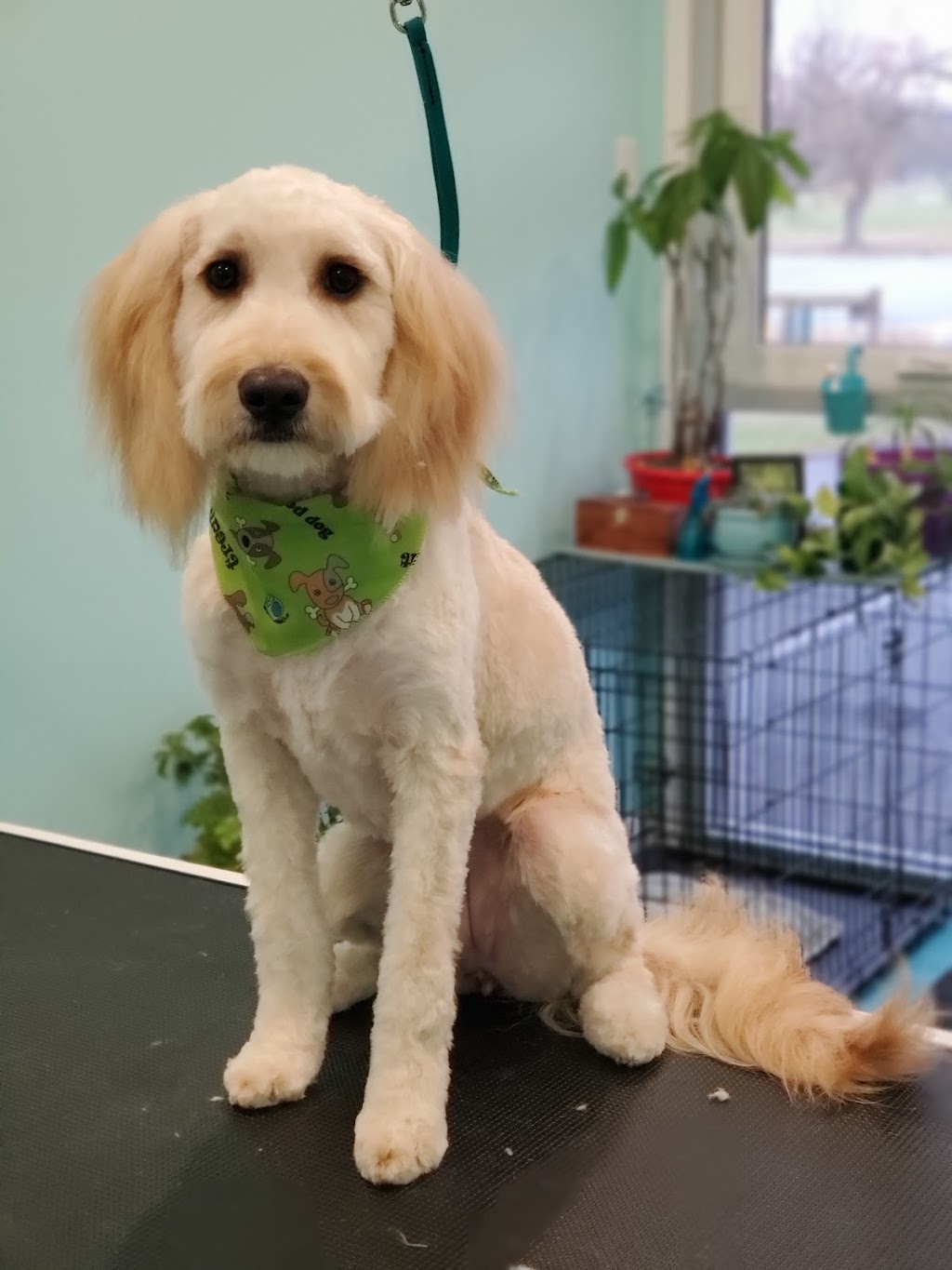 Countryside Dog Grooming | 609 Tice Rd, Fenwick, ON L0S 1C0, Canada | Phone: (905) 347-3649