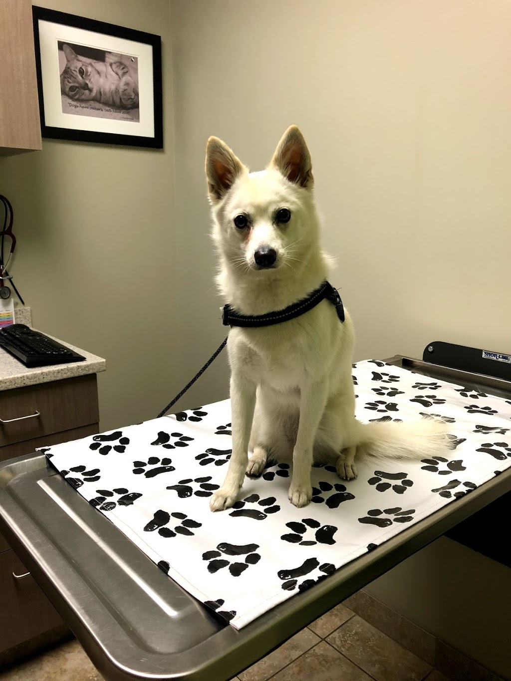 Guelph Animal Hospital | 110 Gordon St, Guelph, ON N1H 4H6, Canada | Phone: (519) 836-2782