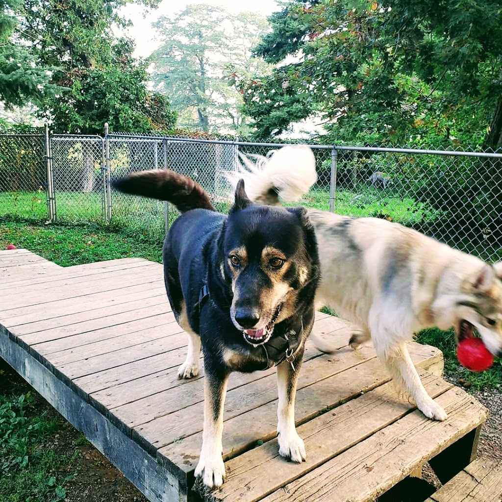 Dominos Kennels | 3404 Road 113 (Embro rd, Stratford, ON N5A 6S3, Canada | Phone: (519) 271-8950