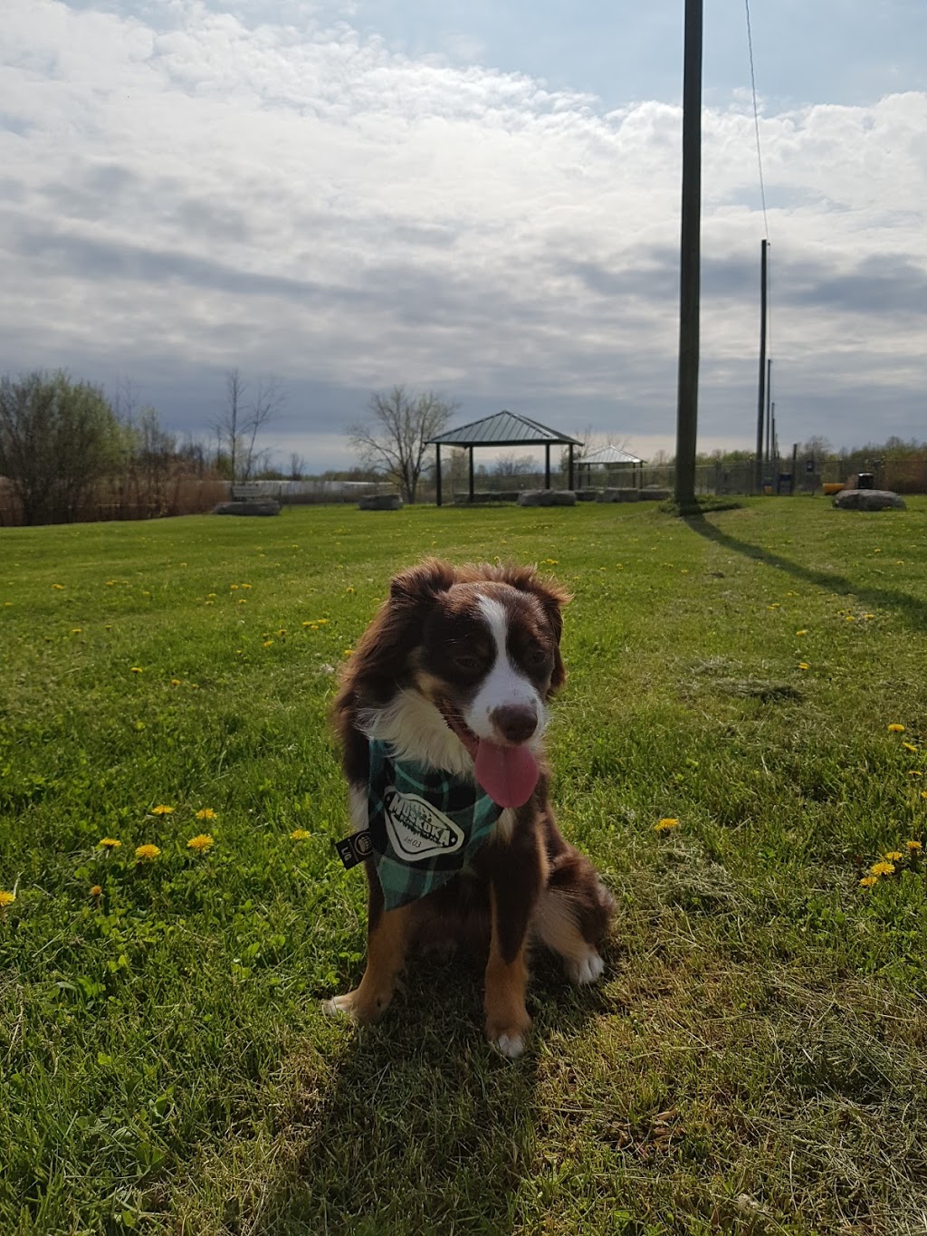 Elm Street Leash-Free Dog Park | Port Colborne, ON L3B 5K9, Canada