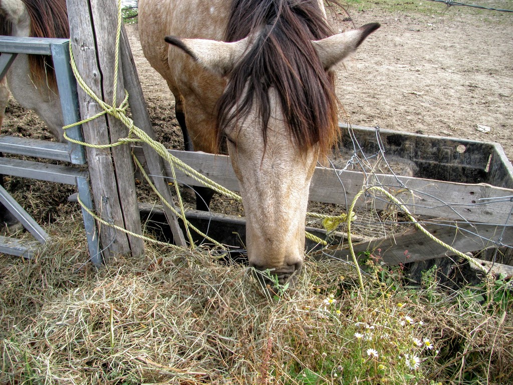 Ferme Cormier Inc, LAssomption, QC, Canada | 160 Rang LAchigan, LAssomption, QC J5W 3M7, Canada | Phone: (450) 589-5019