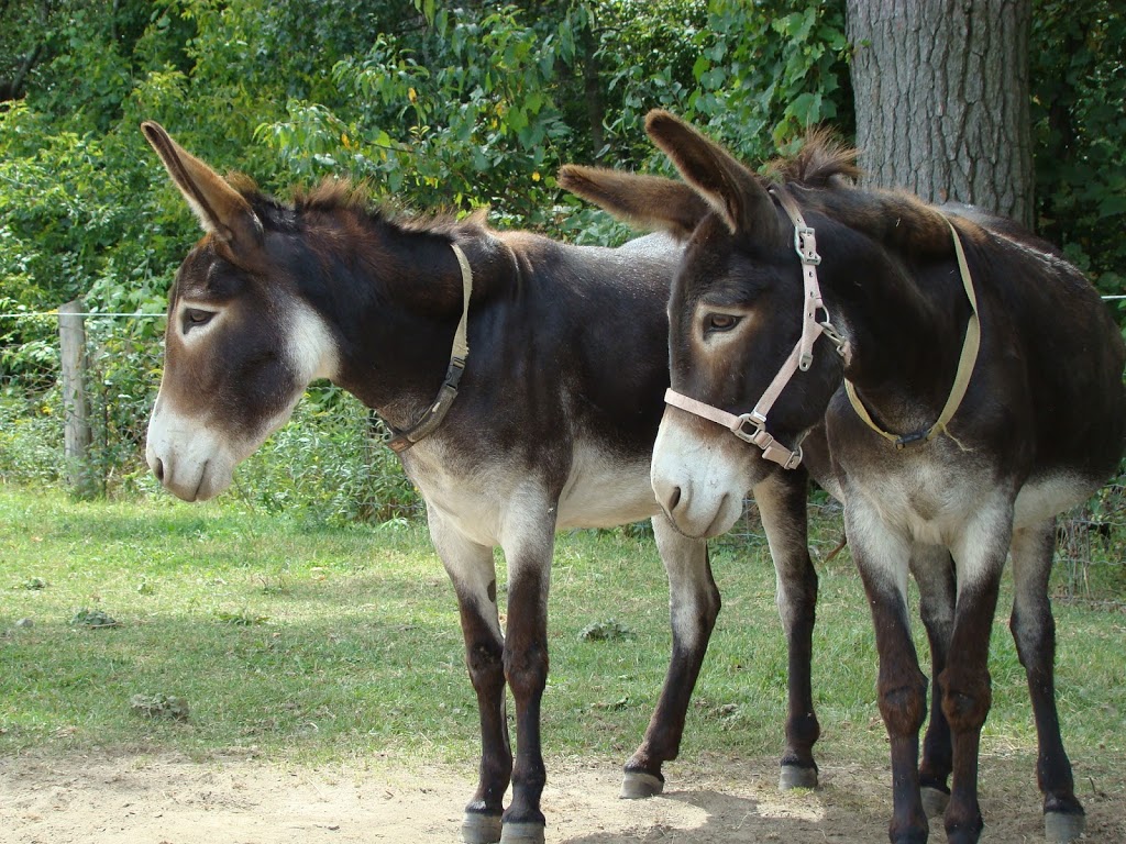 PrimRose Donkey Sanctuary | 1296 Bowmanton Rd, Roseneath, ON K0K 2X0, Canada | Phone: (905) 352-2772