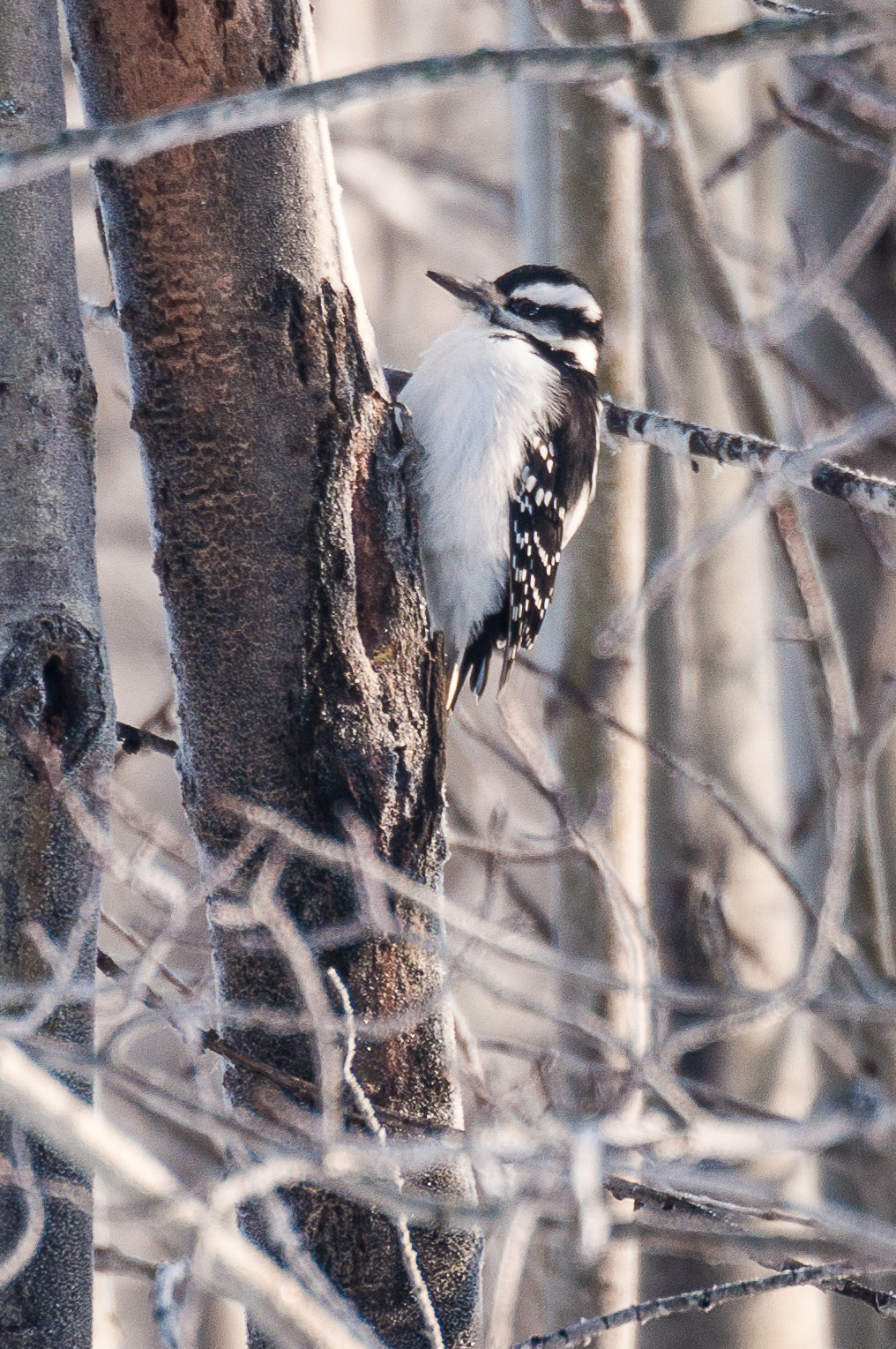 Beaverhill Bird Observatory | Township Rd 510, Tofield, AB T0B 4J0, Canada | Phone: (587) 783-9188