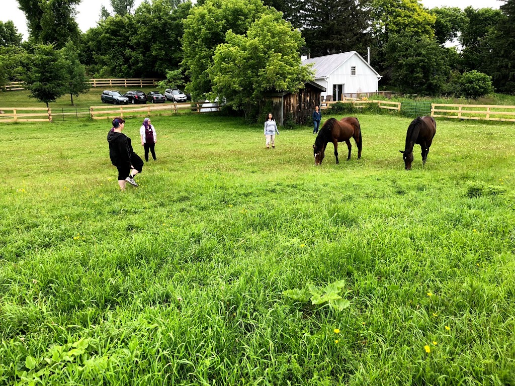 Horse Spirit Connections | 10th Side Rd, Tottenham, ON L0G 1W0, Canada | Phone: (416) 520-6276