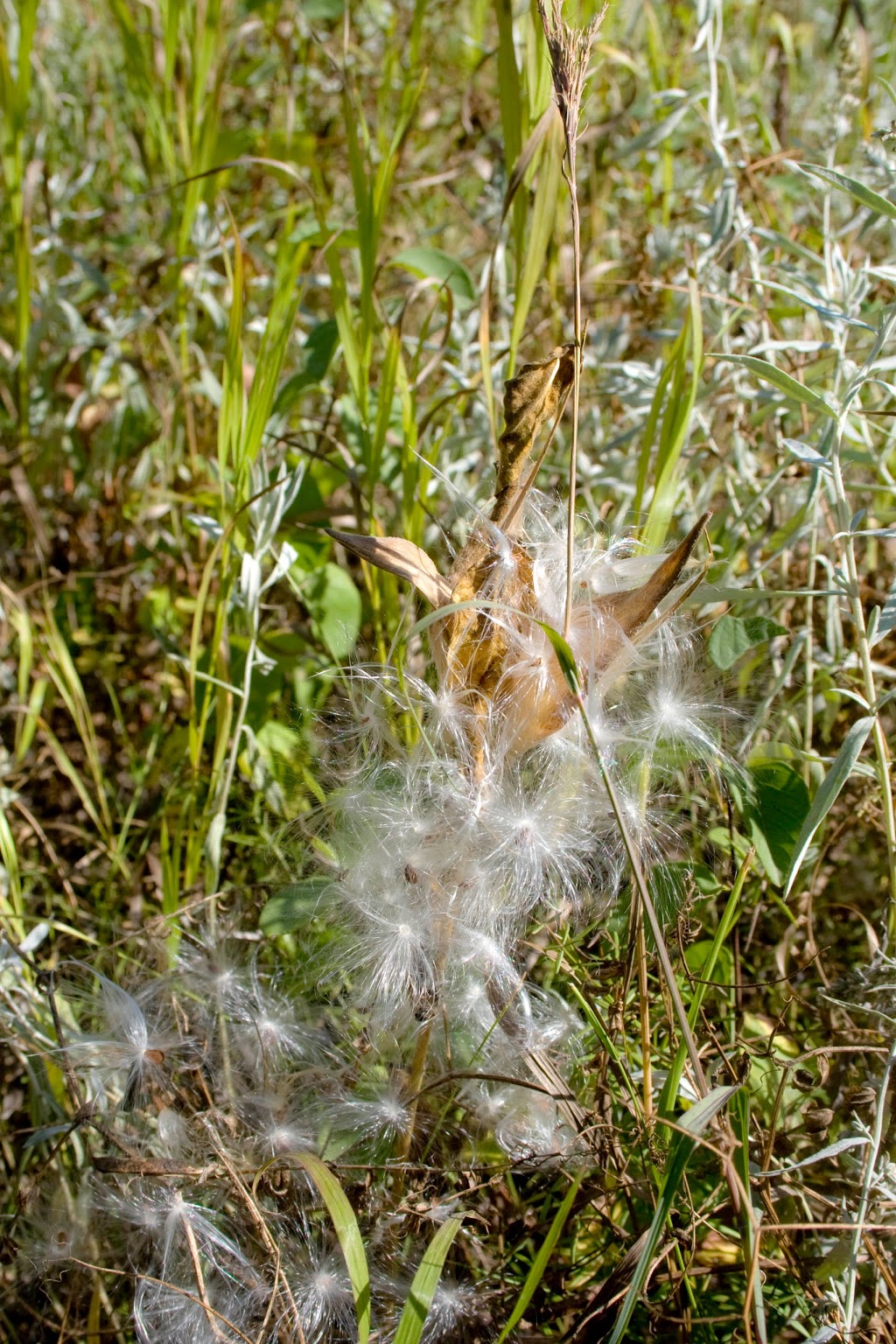 Living Prairie Museum/Park | 2795 Ness Avenue, Winnipeg, MB R3J 3S4 Ness Ave, Winnipeg, MB R3J 3S4, Canada | Phone: (204) 832-0167