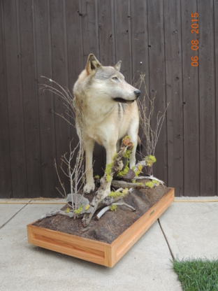 Coyote Flats Taxidermy | 5221 2 St, Coalhurst, AB T0L 0V0, Canada | Phone: (403) 381-3300