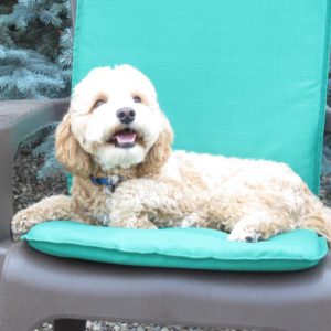 Canadoodle Australian Labradoodles | 2235 Carson Rd, Grand Forks, BC V0H 1H4, Canada | Phone: (250) 442-2957