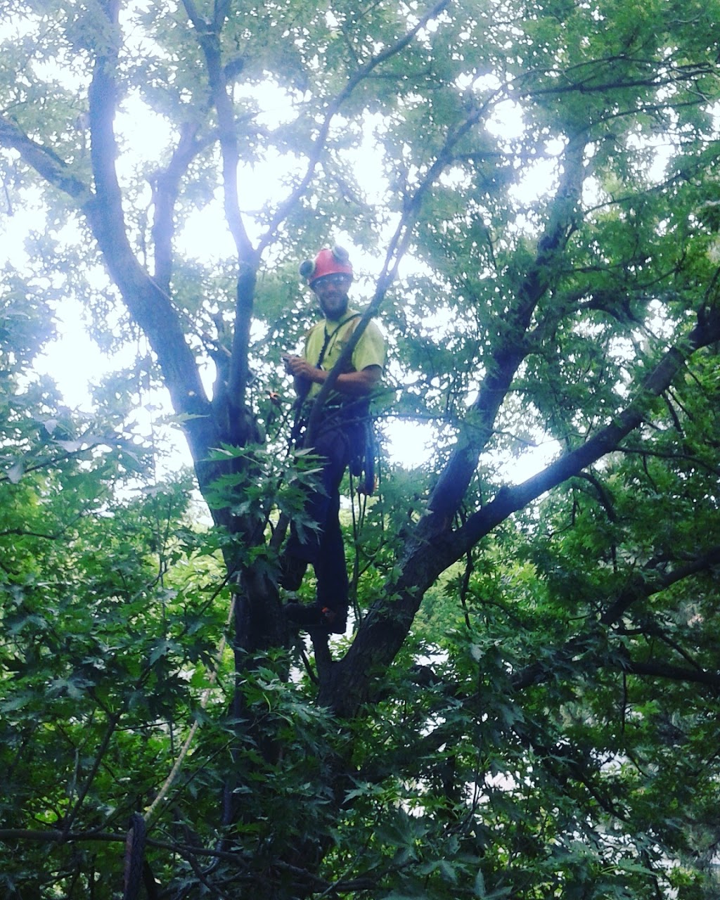 Evergreen Tree Care | 103 Hazelwood Ave, Toronto, ON M4J 1K4, Canada | Phone: (416) 546-4889