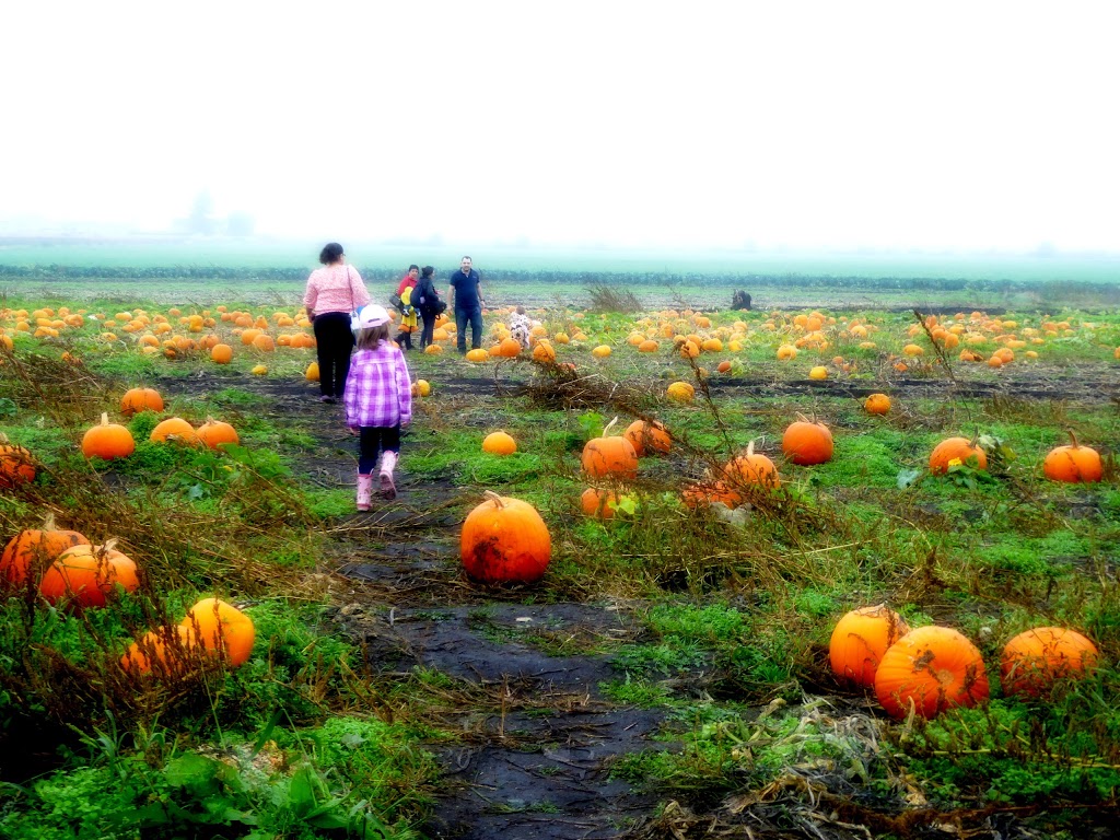 Rondriso Farms Pumpkin Patch and General Store | 8390 172 St, Surrey, BC V4N 3G4, Canada | Phone: (604) 574-5585