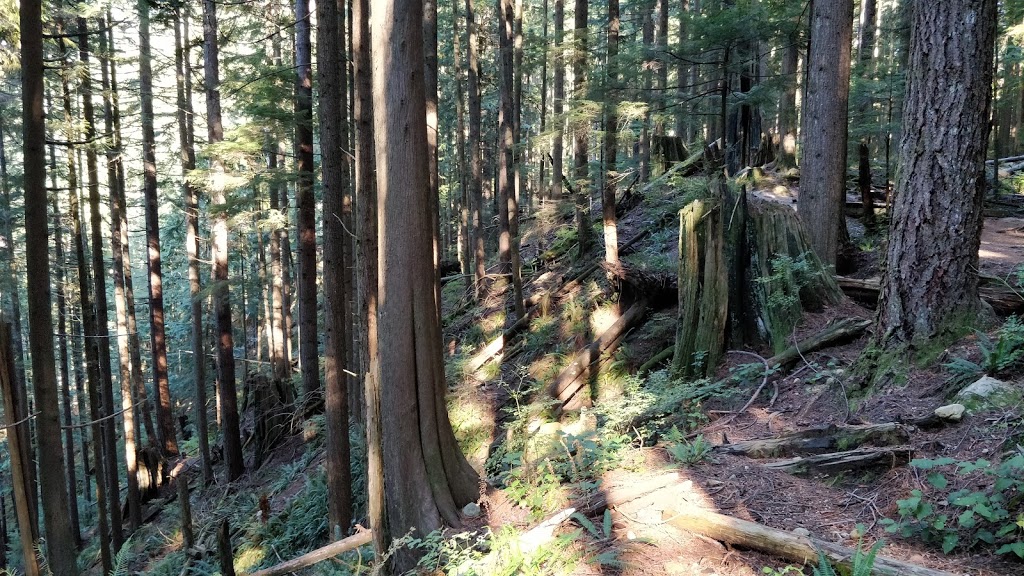 Cedar Mills Trail | Cedar Mills Trail, North Vancouver, BC V7K 3B2, Canada