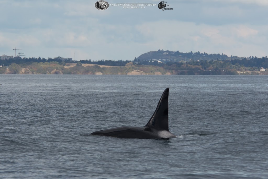 San Juan Safaris - Whale Watching | 10 Front St #102, Friday Harbor, WA 98250, USA | Phone: (360) 378-1323