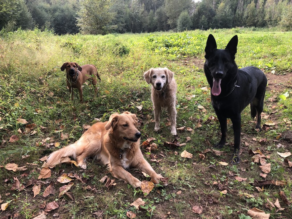 Liberty Farm - Dog & Horse Ranch | 25027 Robertson Crescent, Aldergrove, BC V4W 1W7, Canada | Phone: (604) 786-2570