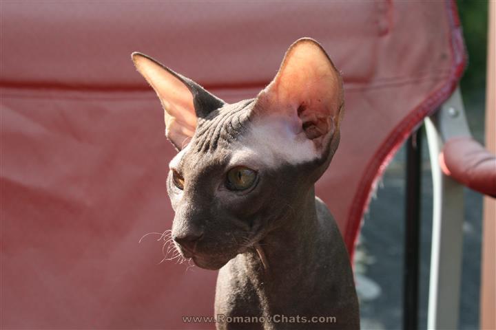 Romanov Cattery of Peterbald | 96 Rue des Érables, Sainte-Sabine, QC G0R 4H0, Canada | Phone: (418) 383-5586