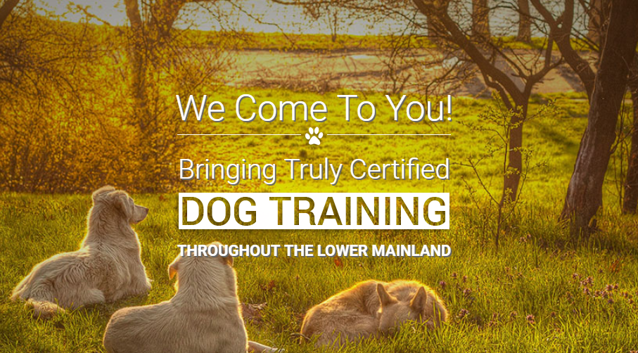 Canine United Professional Dog Services | 5771 180 St, Surrey, BC V3S 4K9, Canada | Phone: (778) 245-4221