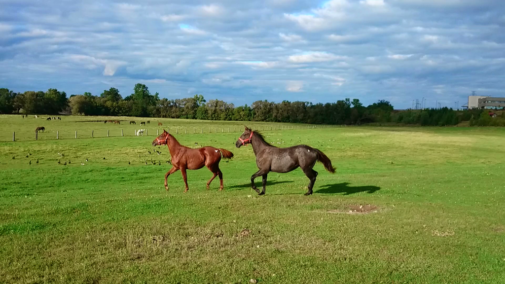 Conestogo River Horseback Adventures | 535 Northfield Dr E, Waterloo, ON N2J 4G8, Canada | Phone: (519) 888-6503