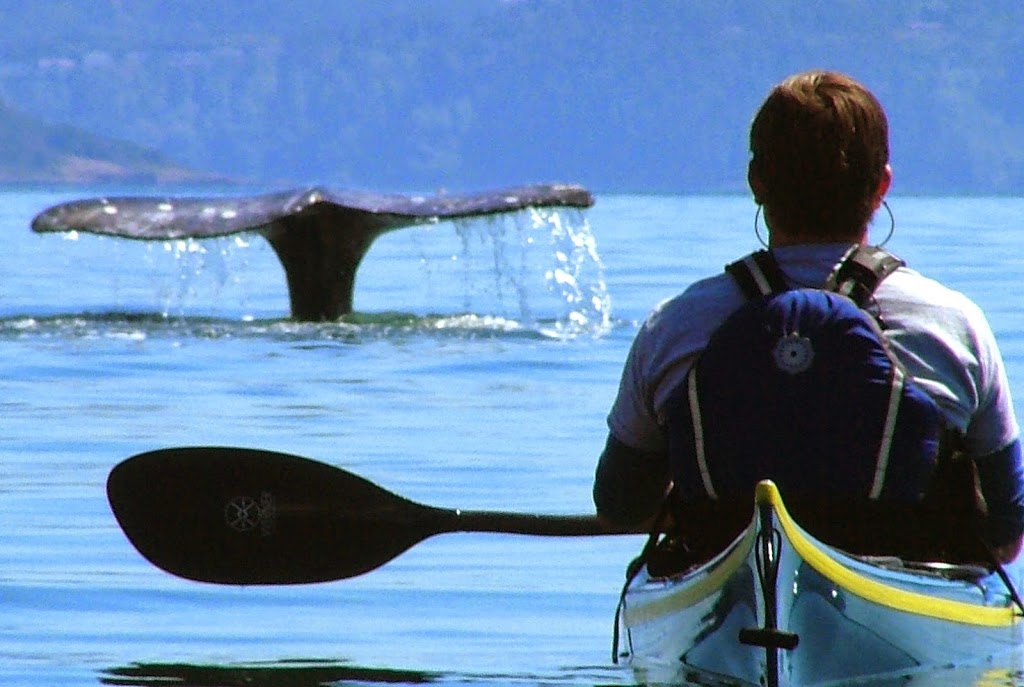 Anacortes Kayak Tours | 2009 Skyline Way, Anacortes, WA 98221, USA | Phone: (360) 588-1117