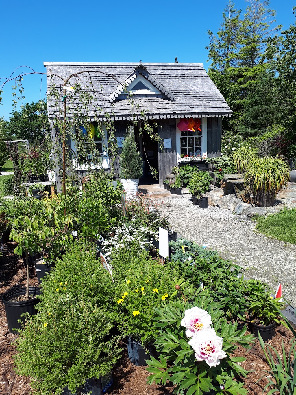 Ouest Ville Perennials | 1250 Argyle Sound Rd, West Pubnico, NS B0W 3S0, Canada | Phone: (902) 762-3198