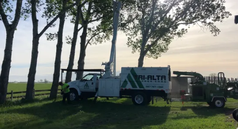 Tri-Alta Tree Care Inc | 3755 18 Ave N, Lethbridge, AB T1H 6T2, Canada | Phone: (587) 787-1080