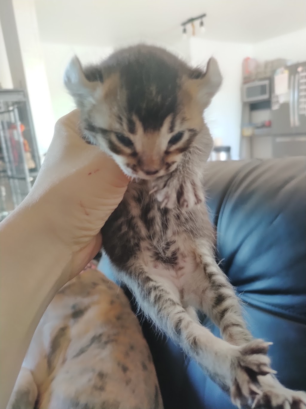 Chatterie La ferme au lynx | 769 Rang 8 E, LAvenir, QC J0C 1B0, Canada | Phone: (450) 760-1718