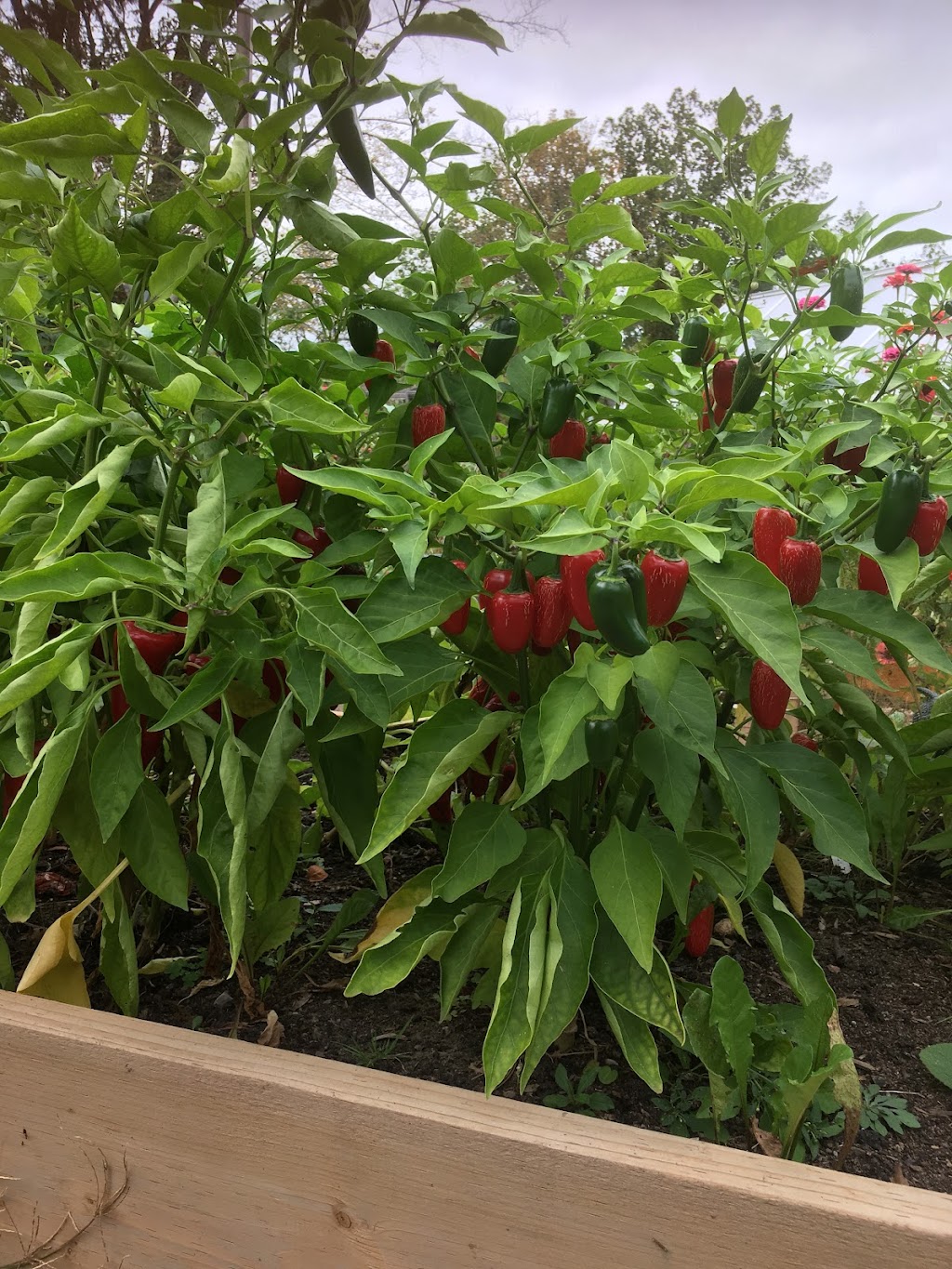 Lisas Little Organic Farm | xx, Township Of Georgian Bay, ON L0K 1S0, Canada | Phone: (705) 734-8666