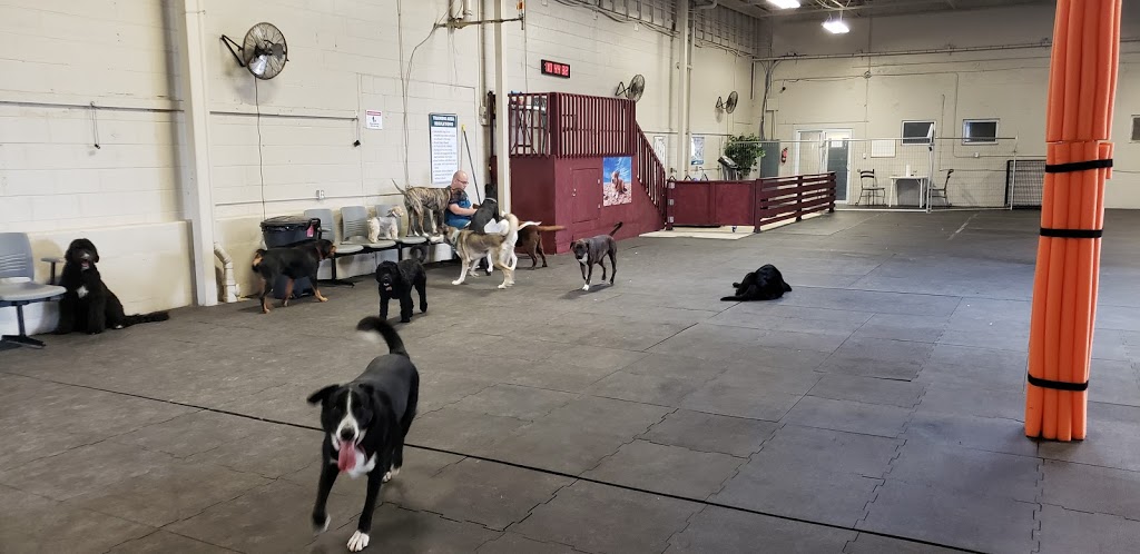 Sector Woof Canine Fitness & Wellness | 695 Bishop St N, Cambridge, ON N3H 2K8, Canada | Phone: (519) 830-3101