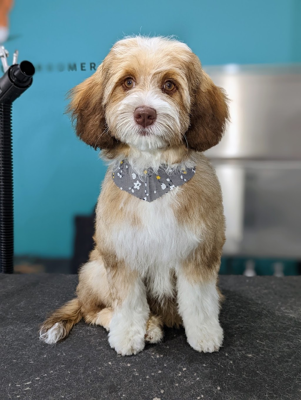 The Conscious Groomer | 16178 10a Ave, Surrey, BC V4A 9R6, Canada | Phone: (604) 319-3079