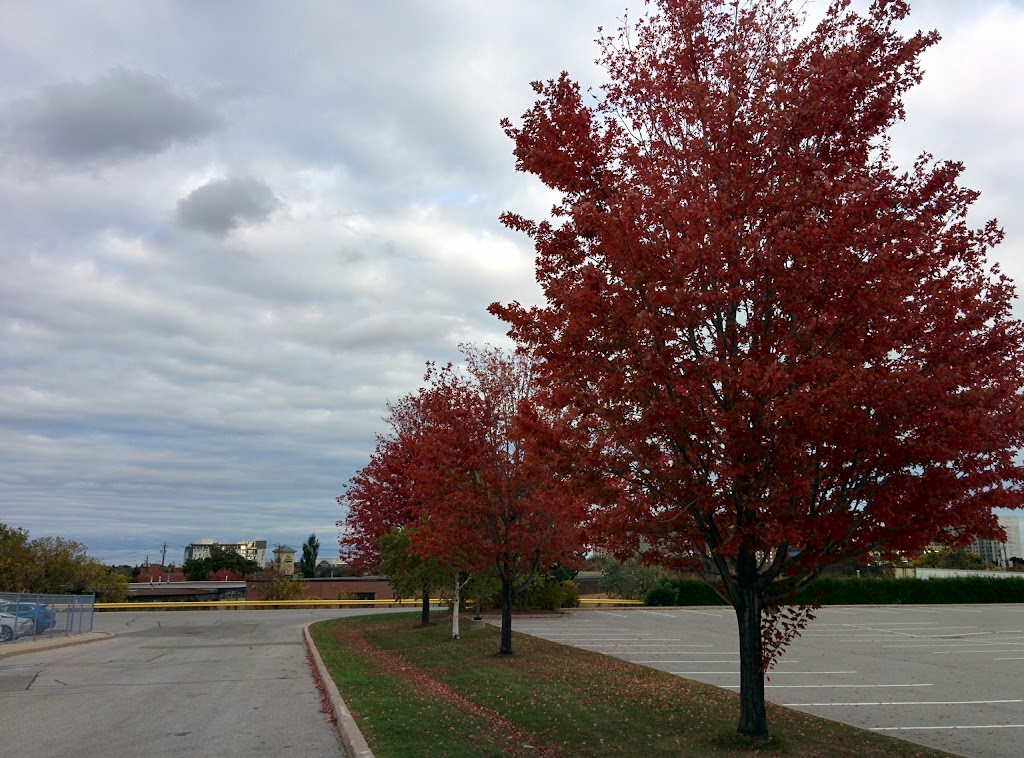 Toyota Canada Inc. | 1 Toyota Pl, Scarborough, ON M1H 1H9, Canada | Phone: (888) 869-6828