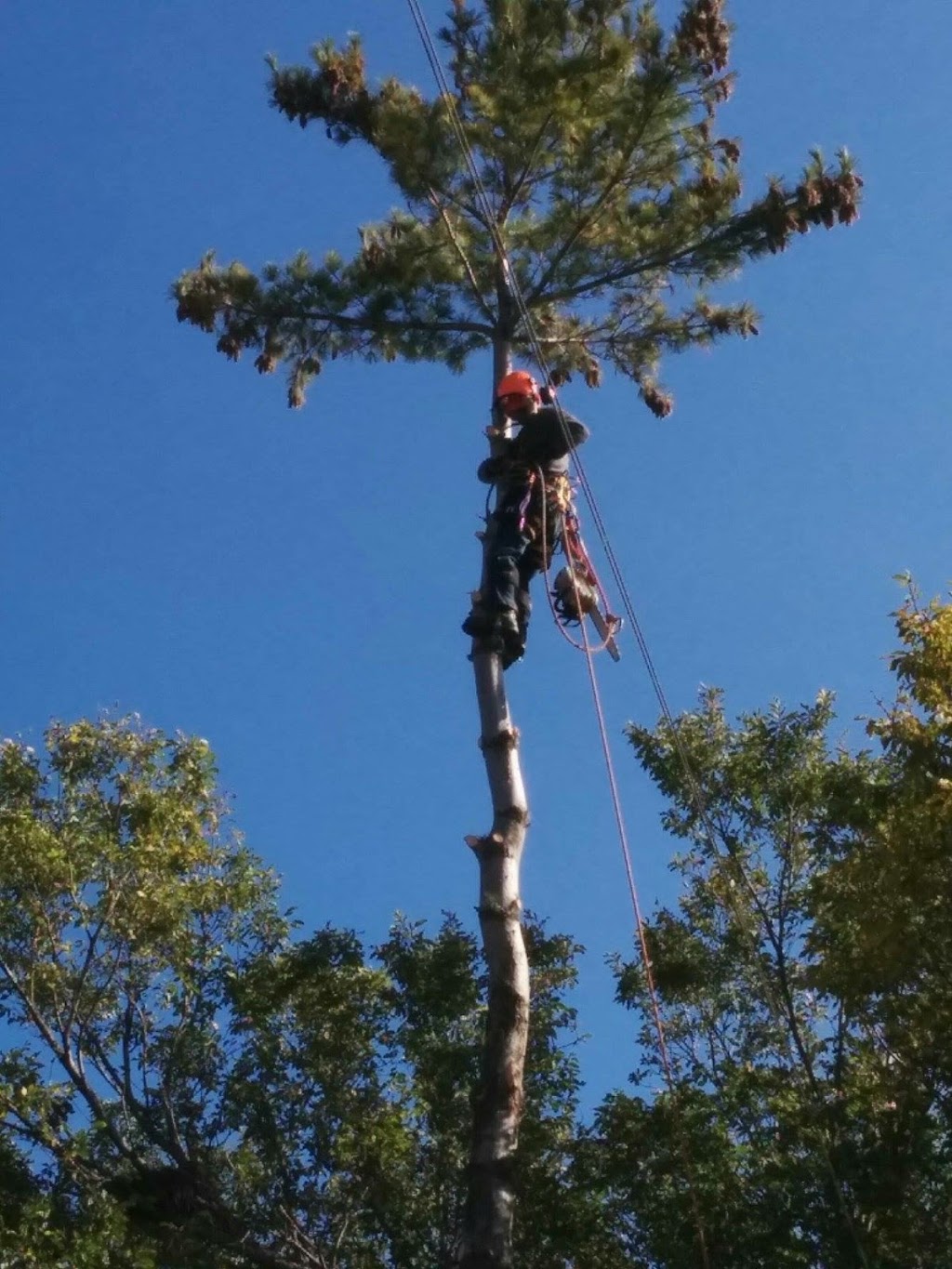 Anytime Tree Service | 77 Blue Sage Dr, Moose Jaw, SK S6J 1A5, Canada | Phone: (306) 684-9576