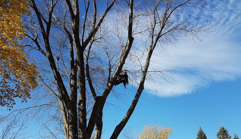 Aspirations Tree Care | 602 Peel St, Whitby, ON L1N 3Y8, Canada | Phone: (905) 668-1463