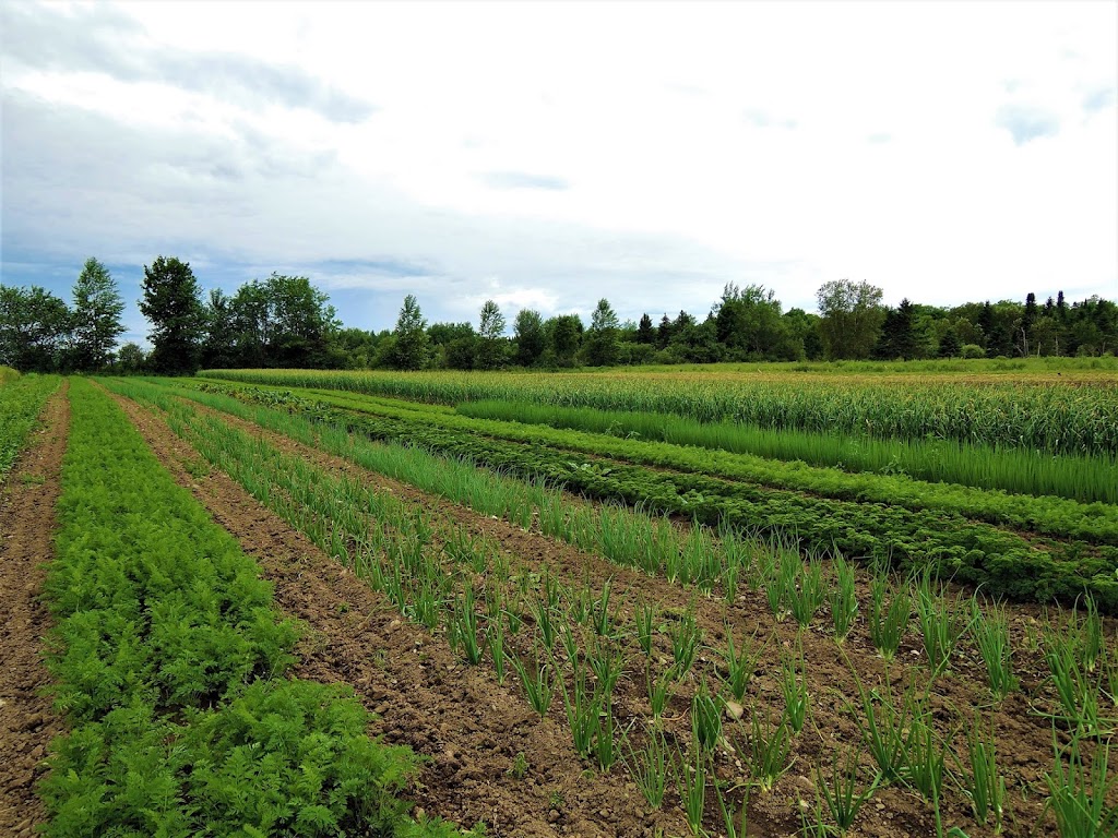 Ferme du Coq à lÂne de Bury | 931 Chem. de Hardwood Flat, Bury, QC J0B 1J0, Canada | Phone: (819) 349-3041