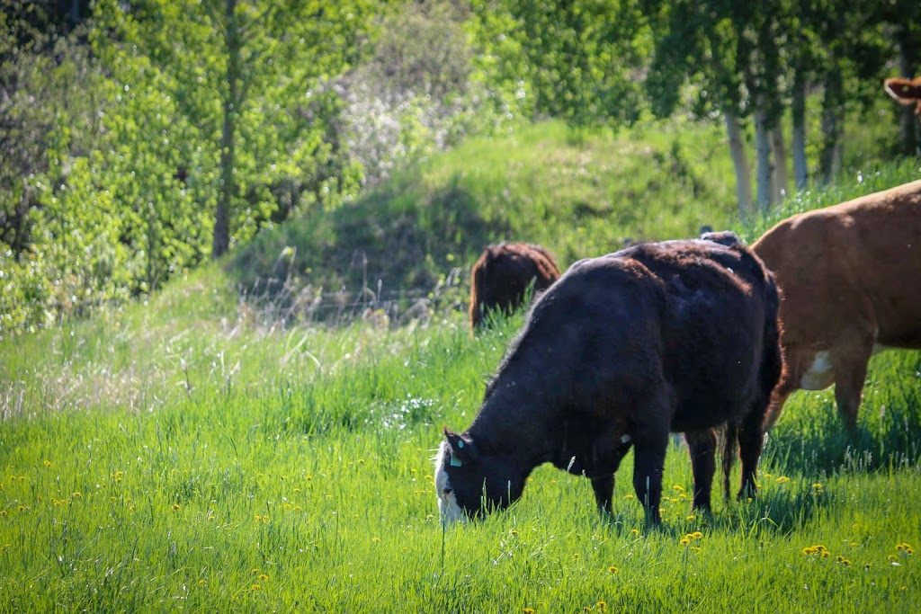 Hoven Farms Grass Finished Organic Beef | RR3, Eckville, AB T0M 0X0, Canada | Phone: (403) 302-2748