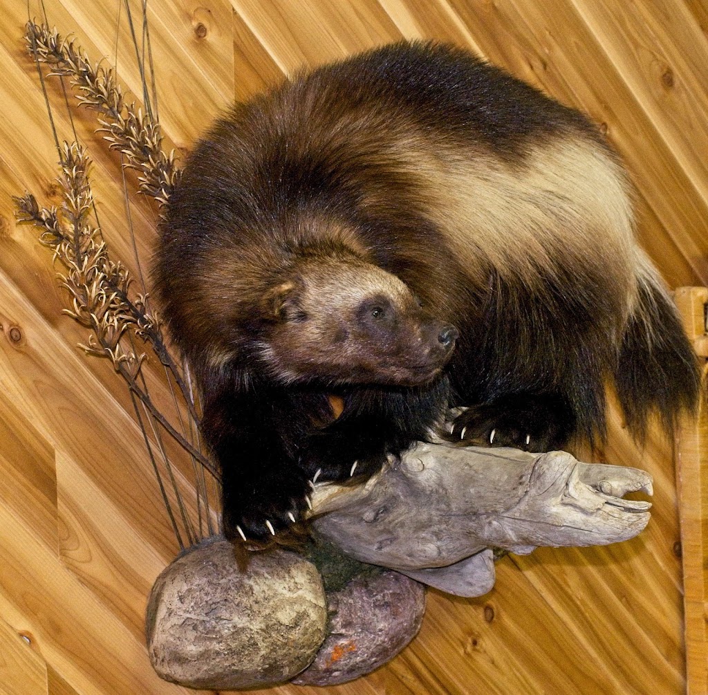 Dons Taxidermy | 37080 Rd 37 E, Steinbach, MB R5G 1L9, Canada | Phone: (204) 326-2641