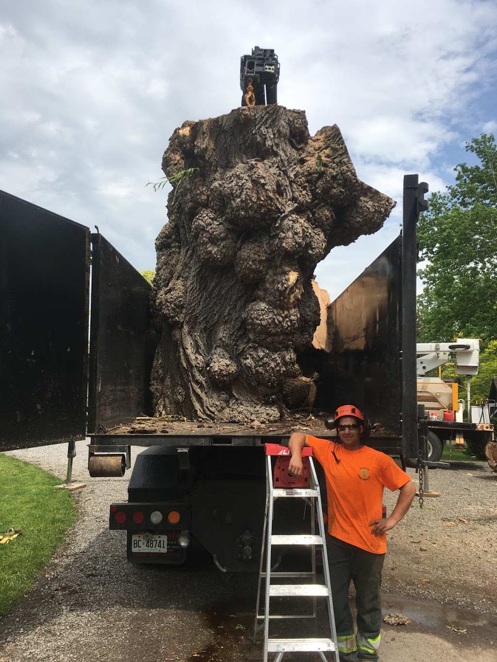 Shorthills Tree Service inc | 400 Chantler Rd, Welland, ON L3B 5N8, Canada | Phone: (905) 892-0261