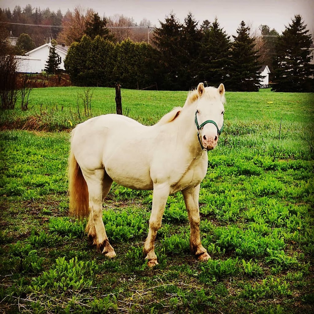 KÉLYA - Psychoéducation et thérapie assistée par le cheval | 153 Rue du Faubourg, Saint-Pacôme, QC G0L 3X0, Canada | Phone: (418) 234-3785