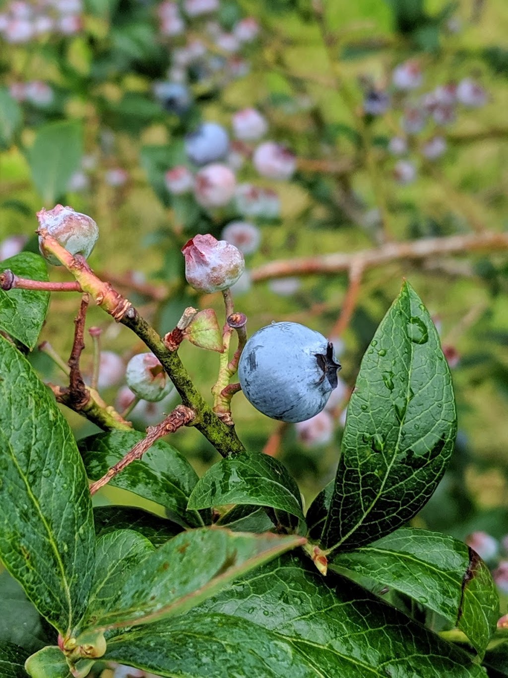 Wellers Blueberry Farm | 26097 84 Ave, Langley City, BC V1M 3N4, Canada | Phone: (604) 856-6817