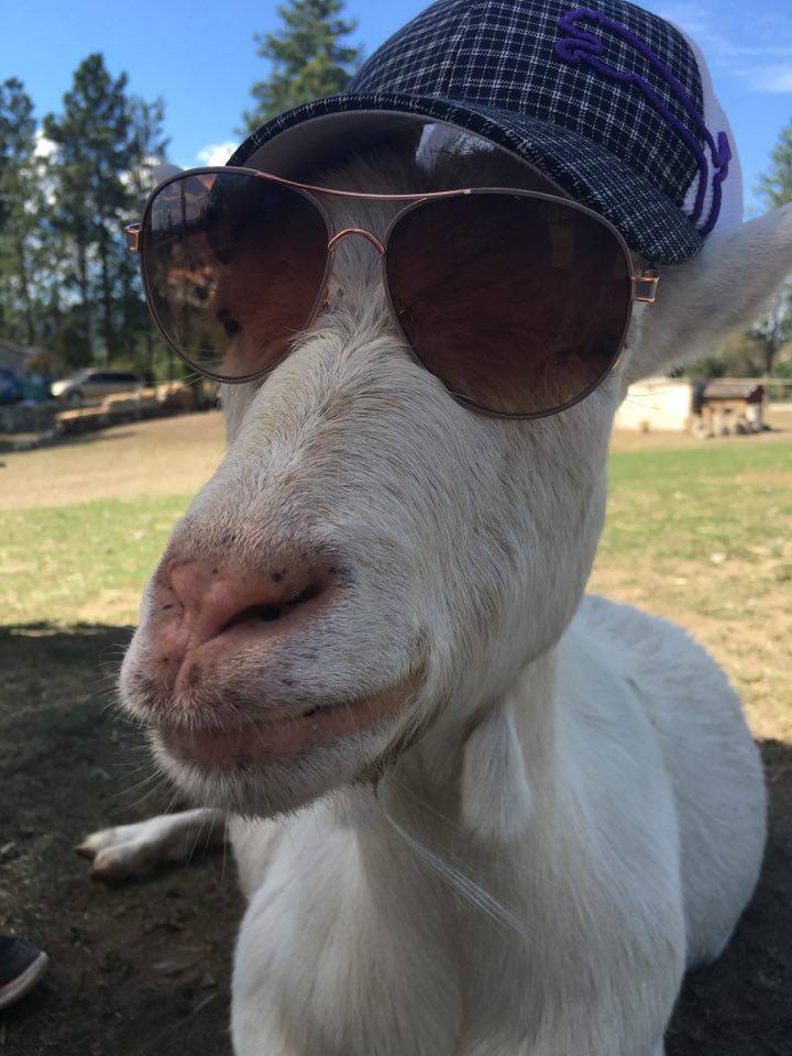 Hoof Prints Barnyard Petting Zoo & Goga Venue | 5850 Anderson Rd, Kelowna, BC V1X 7V3, Canada | Phone: (250) 317-6650